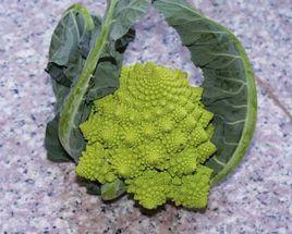 寶塔菜花 寶塔菜花