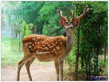 關山[遼寧省阜蒙縣大巴鎮自然風景區]