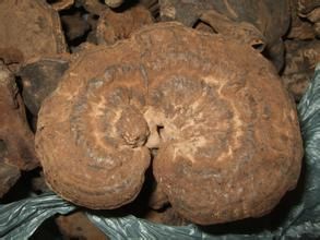 華南假芝 華南假芝