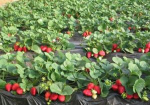 北京密雲蔡家窪農業生態園 北京密雲蔡家窪農業生態園