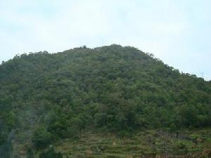 木扭村自然生態林