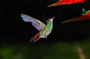 綠斑蜂鳥 綠斑蜂鳥