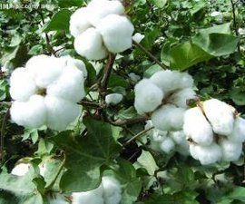 轉基因抗蟲棉 轉基因抗蟲棉