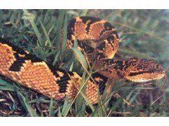 大西洋巨蝮蛇 大西洋巨蝮蛇