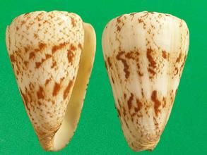 唐草芋螺