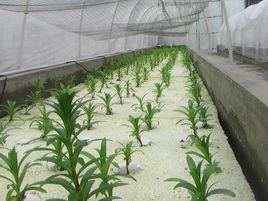 環境脅迫 環境脅迫