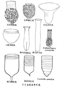 丁丁蟲亞目 丁丁蟲亞目