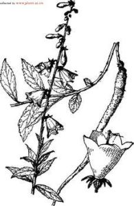 川西沙參 川西沙參