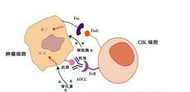 細胞毒性T淋巴細胞 細胞毒性T淋巴細胞