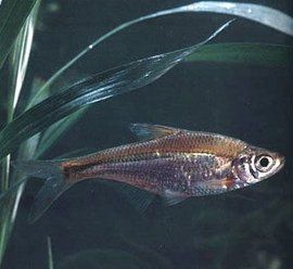 大眼華鯿 大眼華鯿