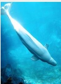 遊客在美國喬治亞水族館觀賞白鯨