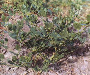 短果駝蹄瓣 短果駝蹄瓣