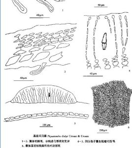 基扇耳殼藻 基扇耳殼藻