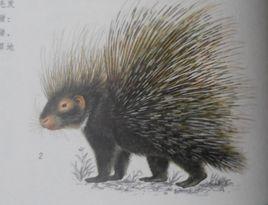 舊大陸豪豬 舊大陸豪豬