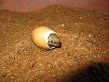 金錢龜的人工孵化