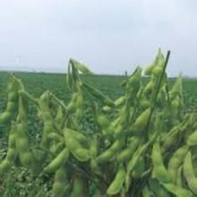 浙鮮豆2號 浙鮮豆2號