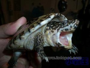 墨西哥巨型麝香龜