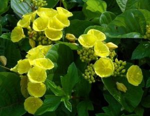 金鐘藤（原變種）