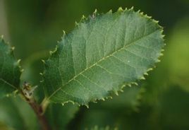 刺葉石楠 刺葉石楠