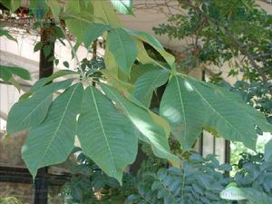 長柄七葉樹 長柄七葉樹