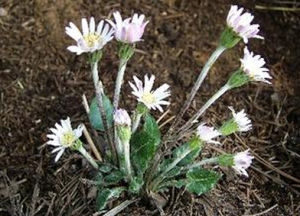 合纓大丁草 合纓大丁草