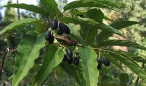 異葉八角楓(變種) 異葉八角楓(變種)