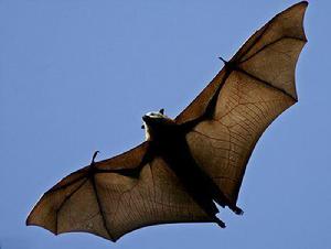 馬來大狐蝠 馬來大狐蝠