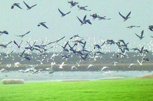 白沙洲自然保護區