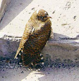 巢寄生者 巢寄生者