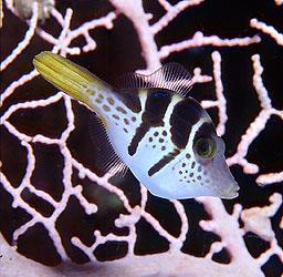 四帶河魨 四帶河魨