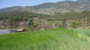 楊家莊自然村 楊家莊自然村