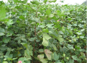 鄂雜棉4號 鄂雜棉4號