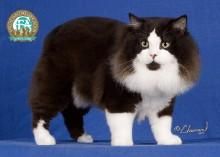 曼克斯貓 曼克斯貓