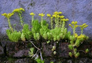 直立莖亞系 直立莖亞系