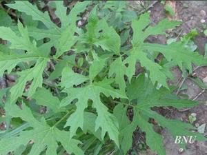 大葉盤果菊 大葉盤果菊