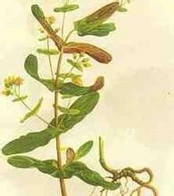 菱葉元寶草屬 菱葉元寶草屬