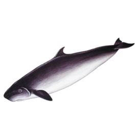 侏儒抹香鯨 侏儒抹香鯨