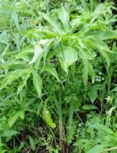 圈藥南星 圈藥南星