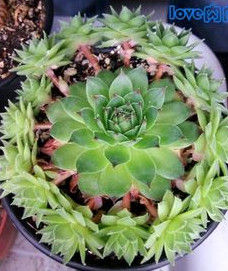 景天科觀音蓮 景天科觀音蓮