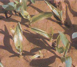 玉米低溫障礙 玉米低溫障礙