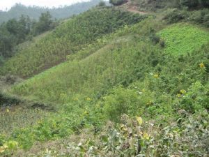 沖門自然村 沖門自然村