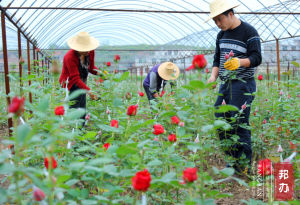 邦辦婚慶集團玫瑰園