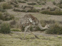 小美洲鴕智利亞種
