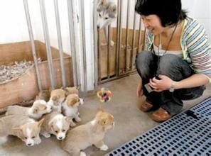 寵物保姆 寵物保姆