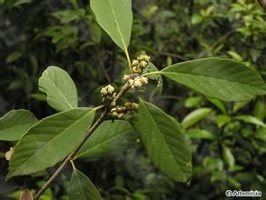 貴州青岡 貴州青岡