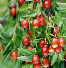 金絲小棗 金絲小棗