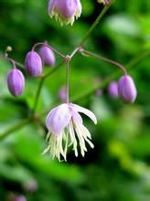 寬翅毛茛 寬翅毛茛