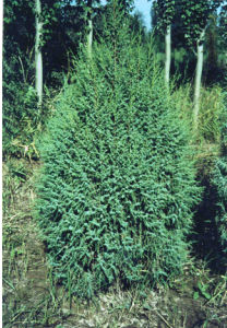 垂枝祁連圓柏 垂枝祁連圓柏