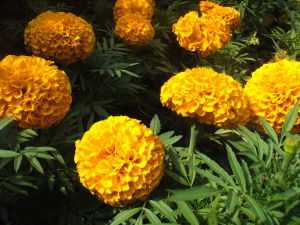 蕪湖大陽垾濕地公園花卉照