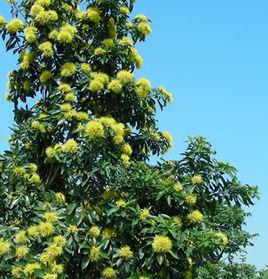 金黃熊貓 金黃熊貓